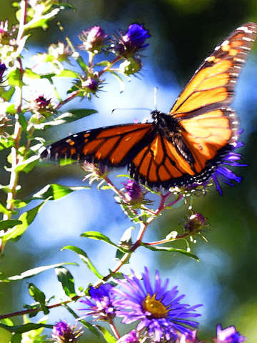 Monarch in flight