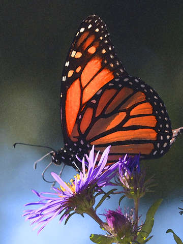 Resting monarch
