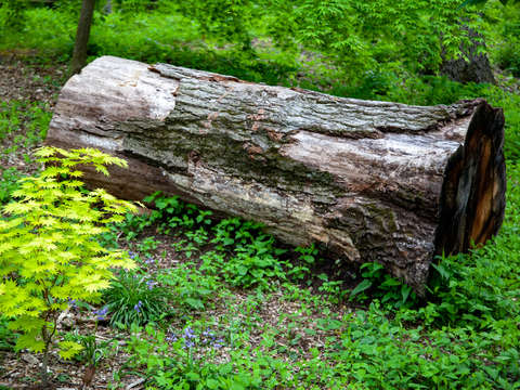 New growth at harvard arboretum