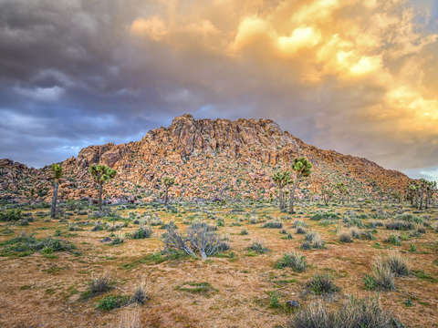 A joshua tree sunset