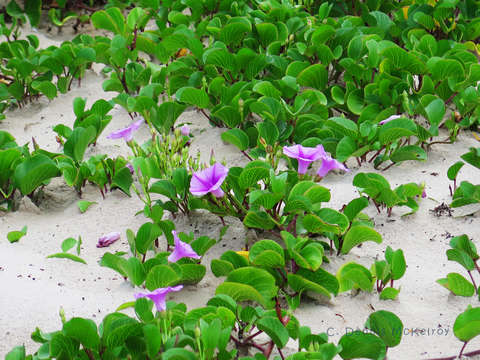 On the dunes