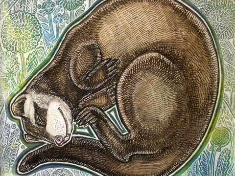 Dreaming ferrett