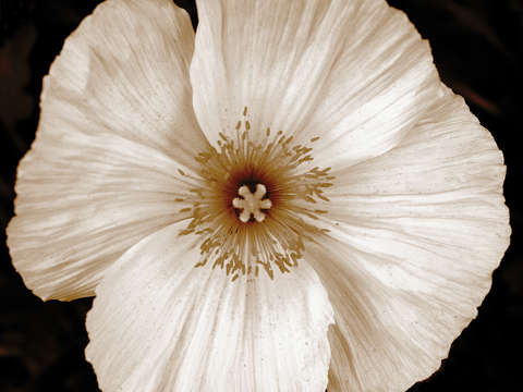 Poppy