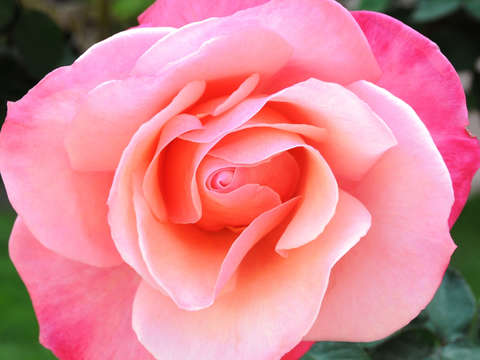 The rose