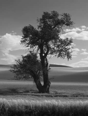 Cottonwood in black and white