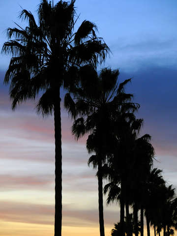 Sunset palms
