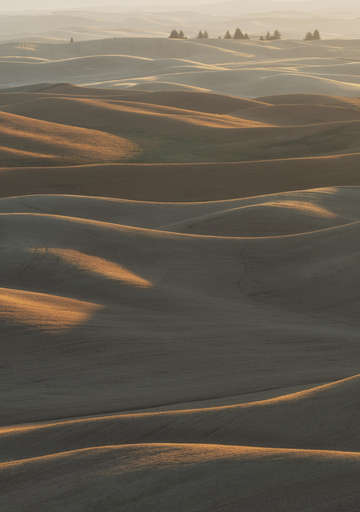 Palouse browns 2