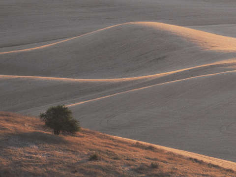Lone tree harvest