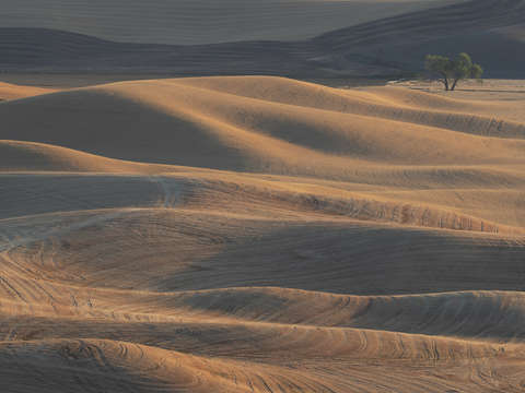 Palouse harvest