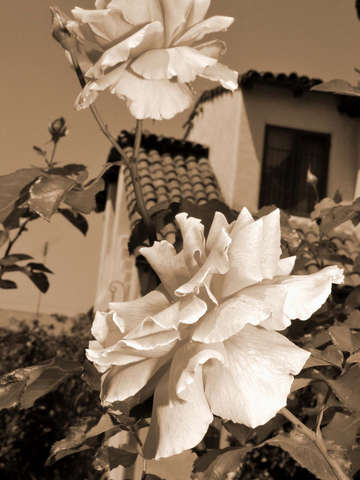 Spanish rose
