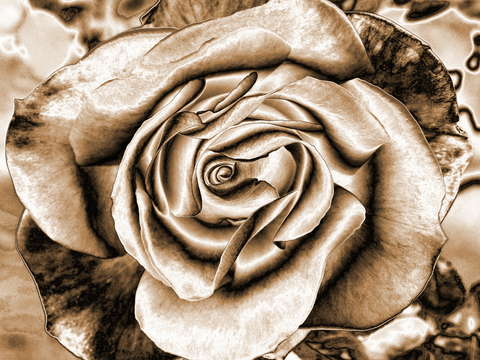 Digi rose