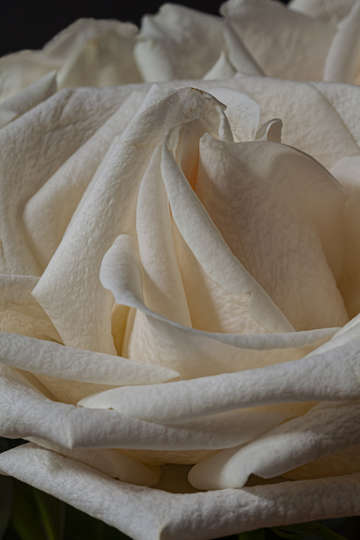 Detail of a rose