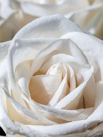 Rose 14