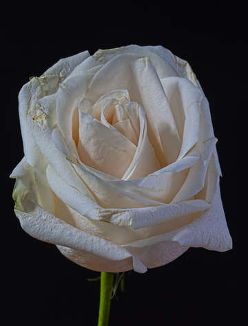Rose 15