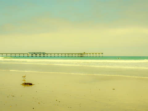 A bird a pier a surfer