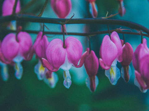 Bleeding hearts 2