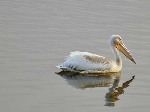 Alone in tranquility