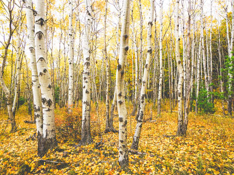 Autumn birch forest