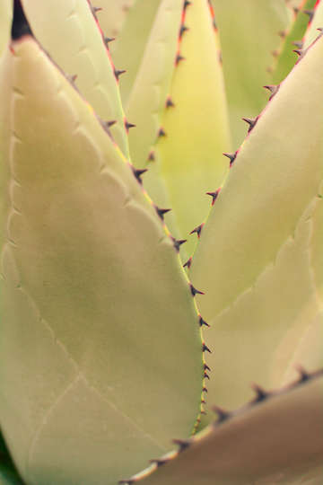 Agave study