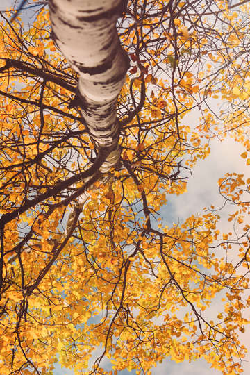Below the autumn birch