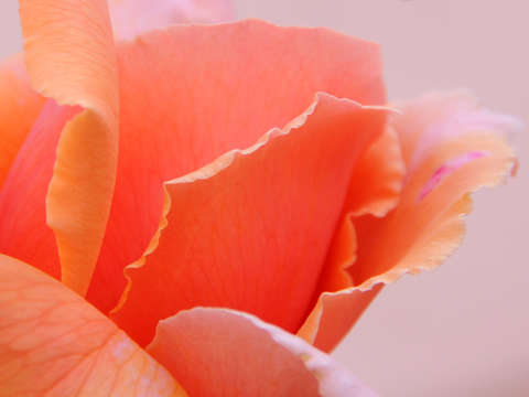 Peach rose