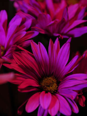 Magenta