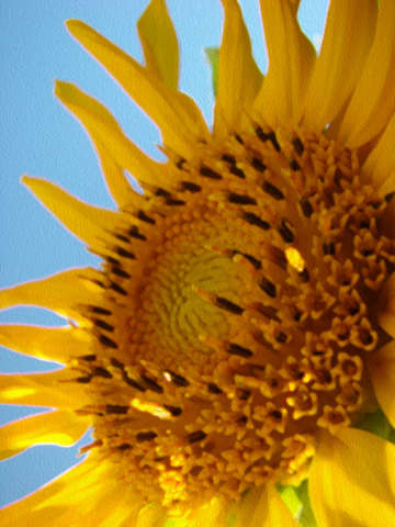 Sunflower 15
