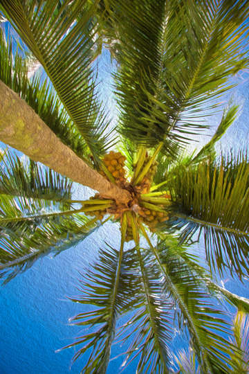 Palm tree in the sun