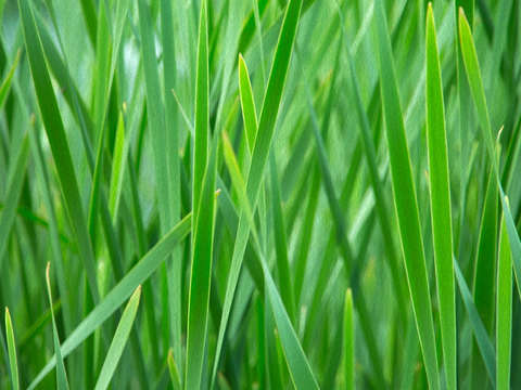 Green grass in the sun