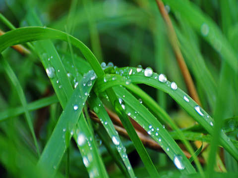 Dewey morning grass