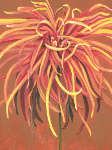 Orange chrysanthemum