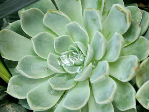 Water drop cactus