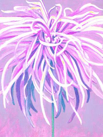 Purple chrysanthemum