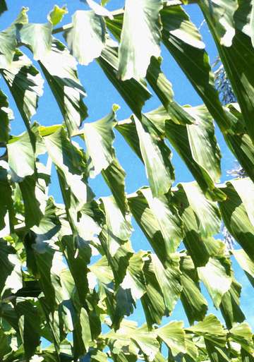 Palm leaves in the breeze
