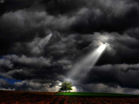 Inspiration Tree