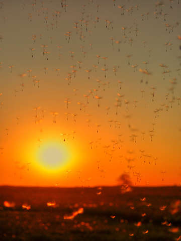 Sunset Puffs