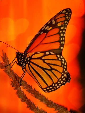 Butterfly joy