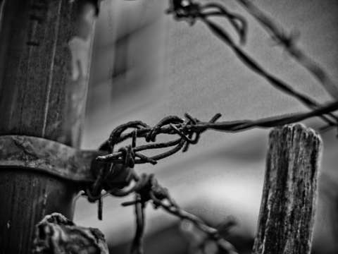 Barbed wire fence 2