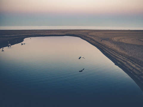 Santa monica beach gulls