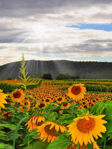Field of dreams 2