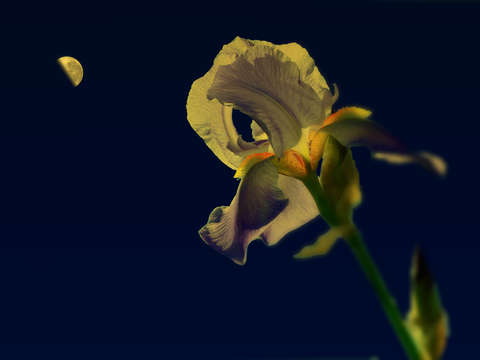 Iris Moon