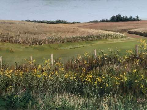 Drying Corn Fields