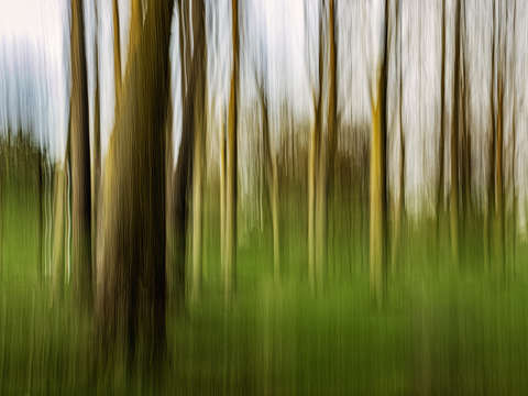 Bare Forest