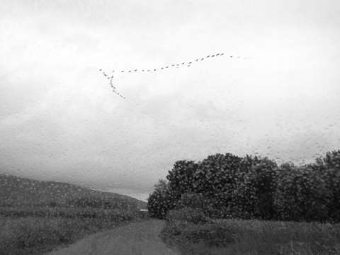 Birds and Rain