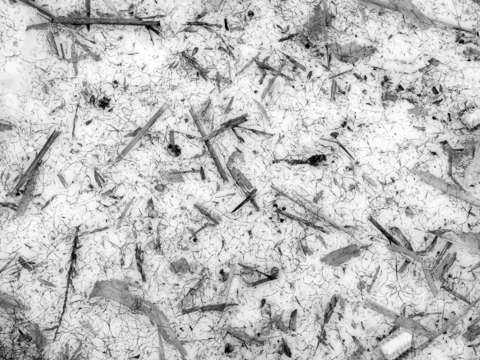 Corn debris on snow