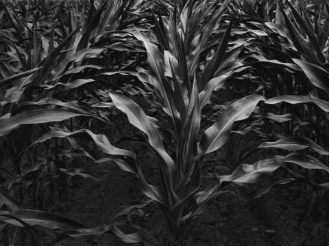 Corn early july