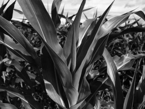 Corn the meadows