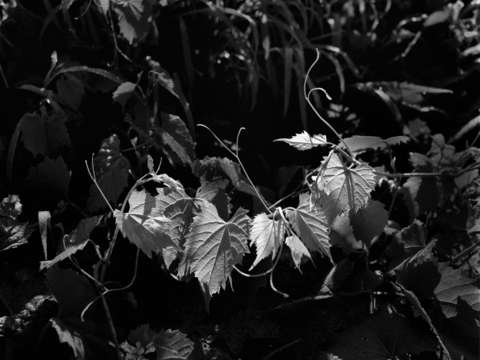 Leaves in light