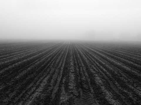 Plowed field and fog