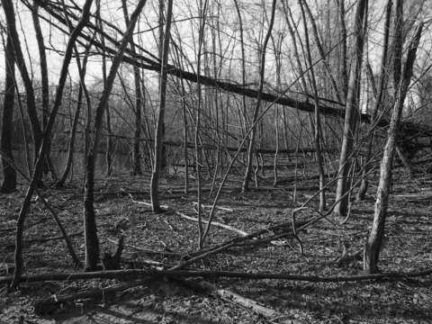 Trees and vines 21